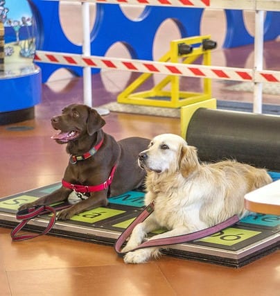 PASSAPORTE CANINO NO PAVILHÃO DO CONHECIMENTO