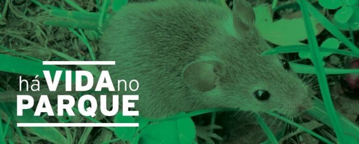 Há vida no Parque! Os ratinhos e musaranhos inserem-se no grupo dos micromamíferos